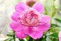 Pink peony flower with bud, bokeh blur background, genus Paeonia, family Paeoniaceae Royalty Free Stock Photo