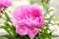 Pink peony flower with bud, bokeh blur background, genus Paeonia, family Paeoniaceae Royalty Free Stock Photo