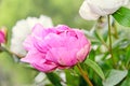 Pink peony flower with bud, bokeh blur background, genus Paeonia, family Paeoniaceae Royalty Free Stock Photo