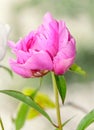 Pink peony flower with bud, bokeh blur background, genus Paeonia, family Paeoniaceae Royalty Free Stock Photo