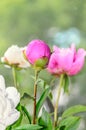 Pink peony flower with bud, bokeh blur background, genus Paeonia, family Paeoniaceae Royalty Free Stock Photo