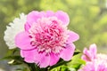 Pink peony flower with bud, bokeh blur background, genus Paeonia, family Paeoniaceae Royalty Free Stock Photo