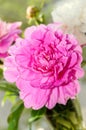 Pink peony flower with bud, bokeh blur background, genus Paeonia, family Paeoniaceae Royalty Free Stock Photo