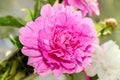 Pink peony flower with bud, bokeh blur background, genus Paeonia, family Paeoniaceae Royalty Free Stock Photo