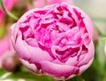 Pink peony flower with bud, bokeh blur background, genus Paeonia, family Paeoniaceae Royalty Free Stock Photo