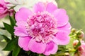 Pink peony flower with bud, bokeh blur background, genus Paeonia, family Paeoniaceae Royalty Free Stock Photo