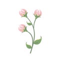 Pink Peony Flower Buds Icon