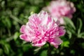 Pink peony flower close up. Lush beautiful peony on green grass background in garden. Garden flowers.