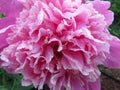 Pink Peony Flower Close-up in Spring Royalty Free Stock Photo