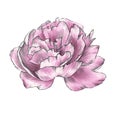 Pink peony flower closeup isolated on white background.