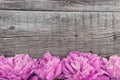 Pink peony flower on dark rustic wooden background with copy spa Royalty Free Stock Photo