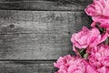 Pink peony flower on dark rustic wooden background with copy spa Royalty Free Stock Photo
