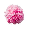 Pink peony flower in full bloom isolated on white background Royalty Free Stock Photo