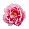 Pink peony flower in full bloom isolated on white background Royalty Free Stock Photo