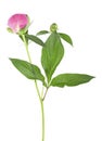 Pink peony flower with green leaves isolated on white background. Beautiful pink peony flower Royalty Free Stock Photo