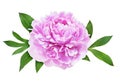 Pink peony flower and green leaves Royalty Free Stock Photo