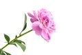 Pink peony flower with green stem and leaves isolated on white background Royalty Free Stock Photo