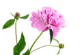 Pink peony flower with green stem and leaves isolated on white background Royalty Free Stock Photo