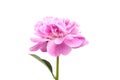 Pink peony flower with green stem and leaves isolated on white background Royalty Free Stock Photo