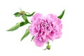 Pink peony flower with green stem and leaves isolated on white background Royalty Free Stock Photo