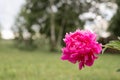 pink peony flower head in full bloom on a background of blurred green grass and trees in the floral garden on a sunny summer day. Royalty Free Stock Photo