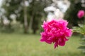 pink peony flower head in full bloom on a background of blurred green grass and trees in the floral garden on a sunny summer day. Royalty Free Stock Photo