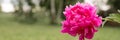 Pink peony flower head in full bloom on a background of blurred green grass and trees in the floral garden on a sunny summer day. Royalty Free Stock Photo