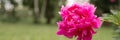 pink peony flower head in full bloom on a background of blurred green grass and trees in the floral garden on a sunny summer day. Royalty Free Stock Photo