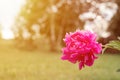 pink peony flower head in full bloom on a background of blurred green grass and trees in the floral garden on a sunny summer day. Royalty Free Stock Photo