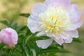 Pink peony flower head in garden with green Royalty Free Stock Photo