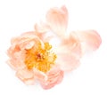 Pink peony flower head isolated on white background Royalty Free Stock Photo