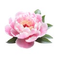 Pink Peony Flower HighRes Image On Transparent Background Royalty Free Stock Photo