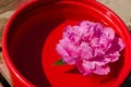 Pink peony flower immersed in red clay bowl Royalty Free Stock Photo