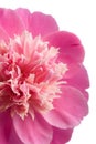 Pink peony flower isolated Royalty Free Stock Photo