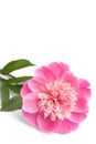 Pink peony flower isolated Royalty Free Stock Photo