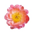 Pink peony flower isolated on white background Royalty Free Stock Photo