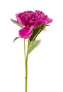 Pink peony flower isolated on white background Royalty Free Stock Photo