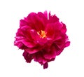 Pink peony flower isolated on white background