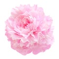 Pink peony flower isolated