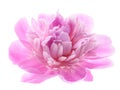 Pink peony flower