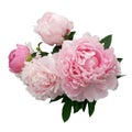 Pink peony flower isolated on white background Royalty Free Stock Photo