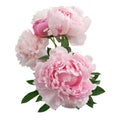 Pink peony flower isolated on white background Royalty Free Stock Photo