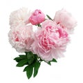 Pink peony flower isolated on white background Royalty Free Stock Photo