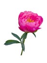 Pink peony flower isolated on white background Royalty Free Stock Photo