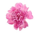 Pink peony flower isolated on white background close up Royalty Free Stock Photo