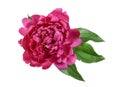 Pink peony flower isolated on white background close up Royalty Free Stock Photo