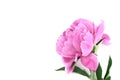 Pink peony flower isolated on white background with copy space Royalty Free Stock Photo