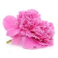 Pink Peony Flower Isolated on White Background Royalty Free Stock Photo