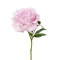 Pink peony flower isolated on white