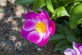 Pink peony flower